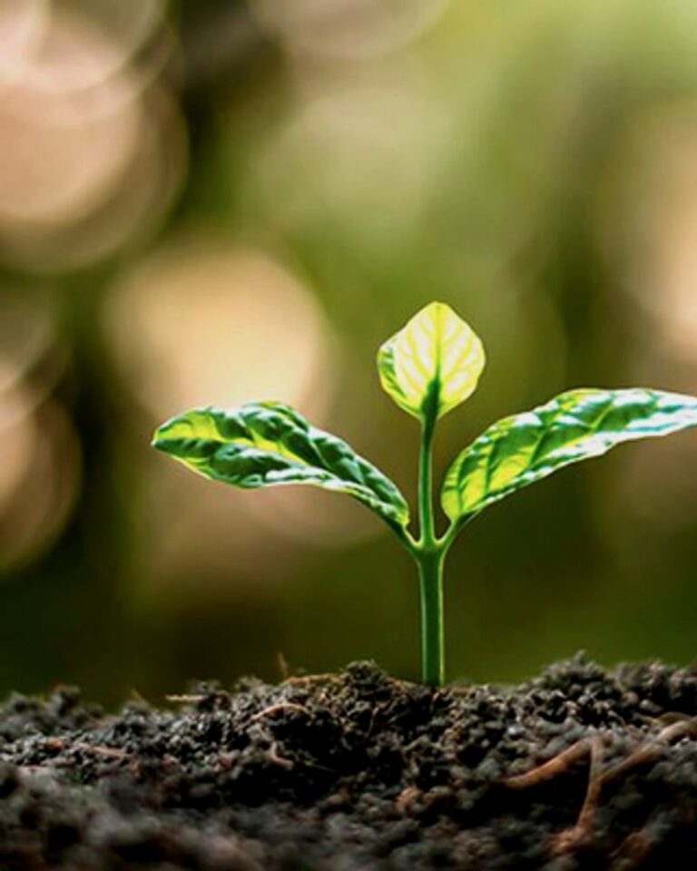Jeune pousse verte émergeant de la terre, symbole de l'agroécologie