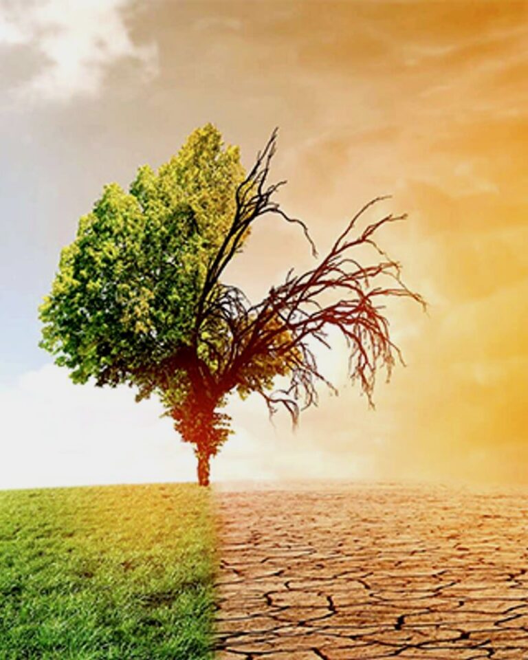 Arbre à moitié verdoyant sur prairie, à moitié desséché sur sol craquelé, illustrant l'impact du changement climatique