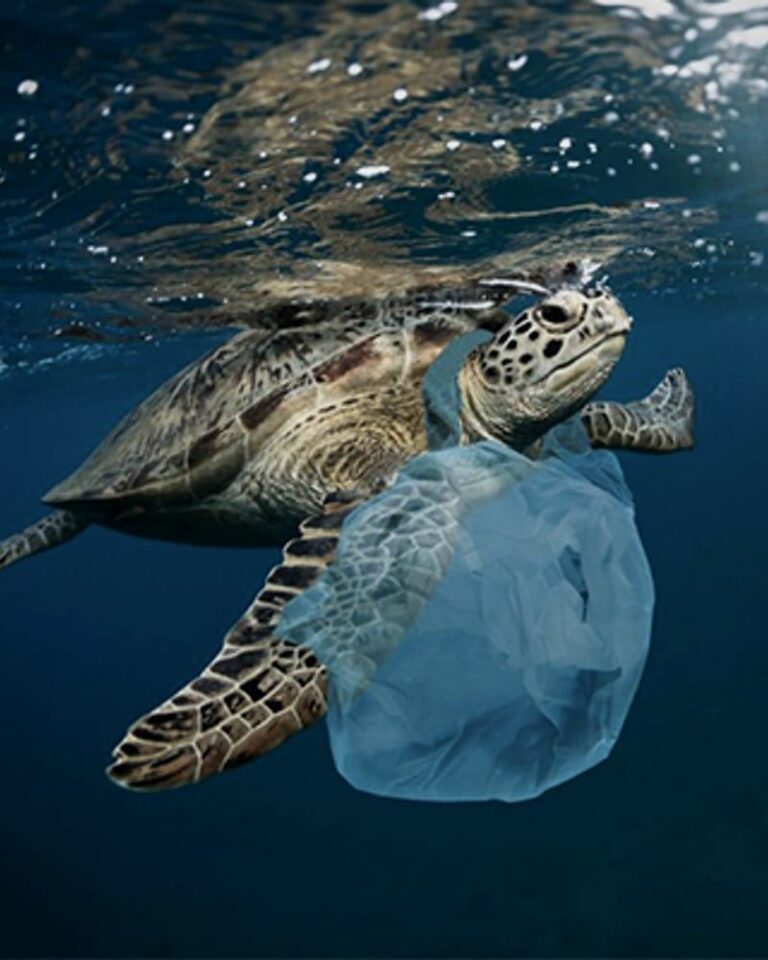 Tortue marine nageant sous l'eau, empêtrée dans un sac plastique, illustrant la pollution des océans